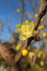 咲き始めた近所のロウバイの花＃２