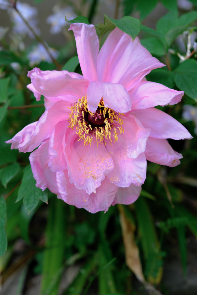 見頃を迎えた牡丹の花＃１０