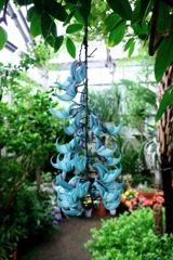 あおいパークで出会った花たち＃２