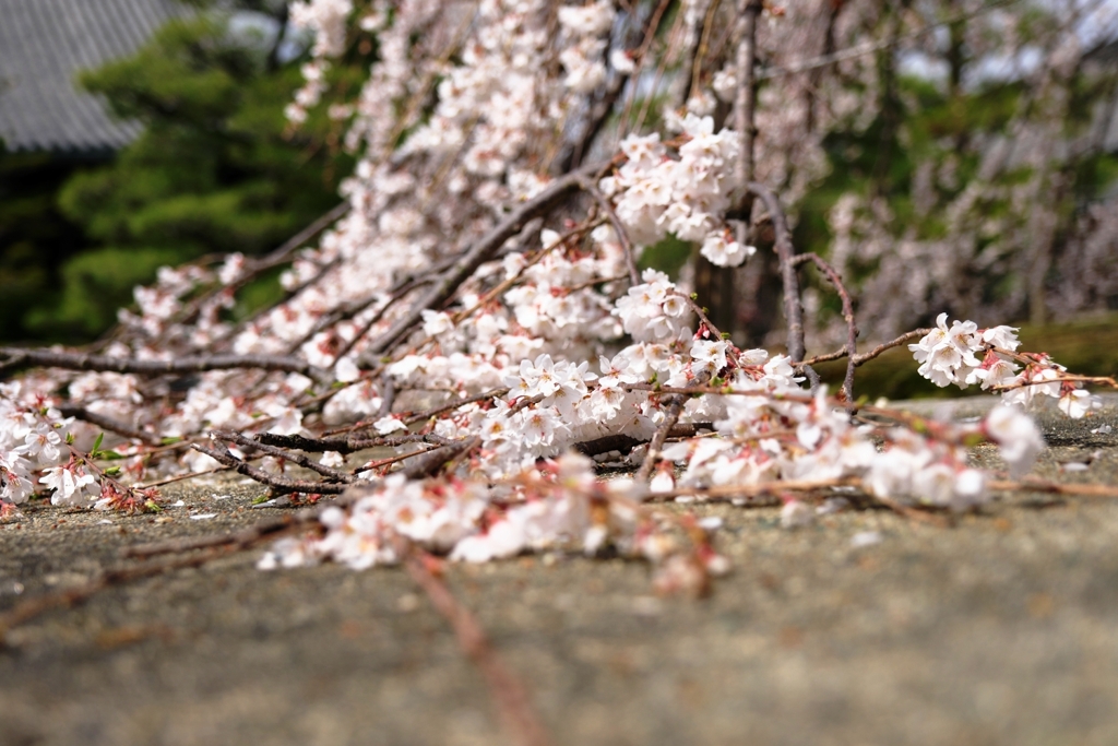 地面を這いつくばう枝垂れ桜＃４