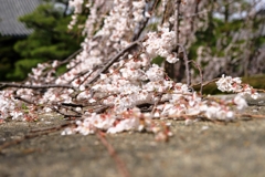 地面を這いつくばう枝垂れ桜#4