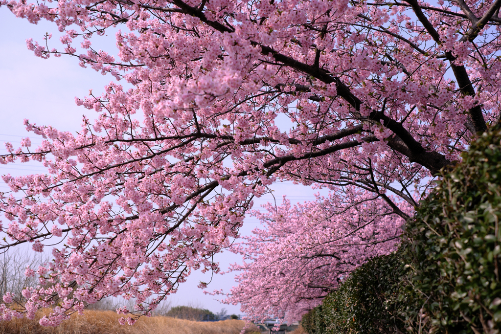 「ふれあいの道」河津桜が満開＃４