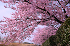 「ふれあいの道」河津桜が満開＃４