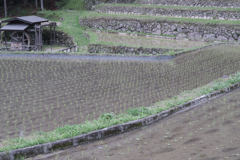田植え時期の四谷千枚田棚田＃８