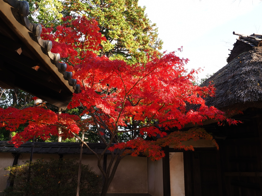 貞照院の紅葉真っ盛り＃８