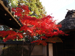 貞照院の紅葉真っ盛り#8