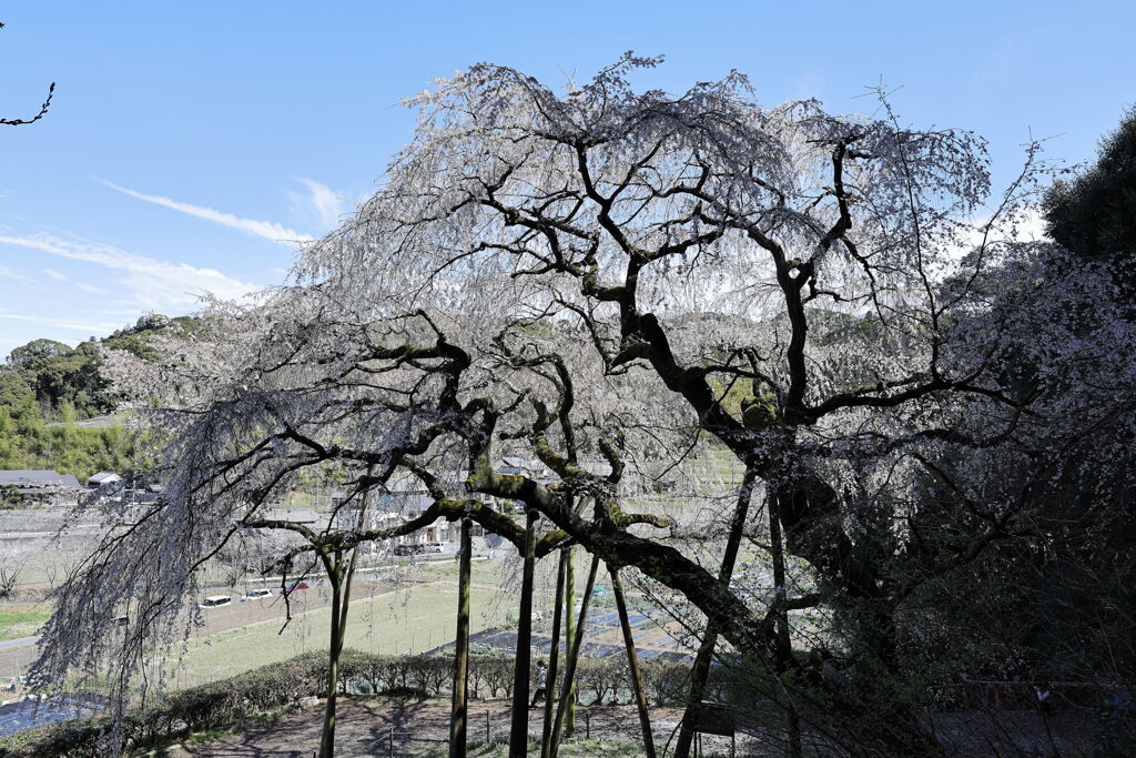 持統天皇が手植えの枝垂れサクラ＃８