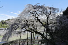 持統天皇が手植えの枝垂れサクラ＃８