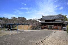 見頃の西尾歴史公園サクラ＃１