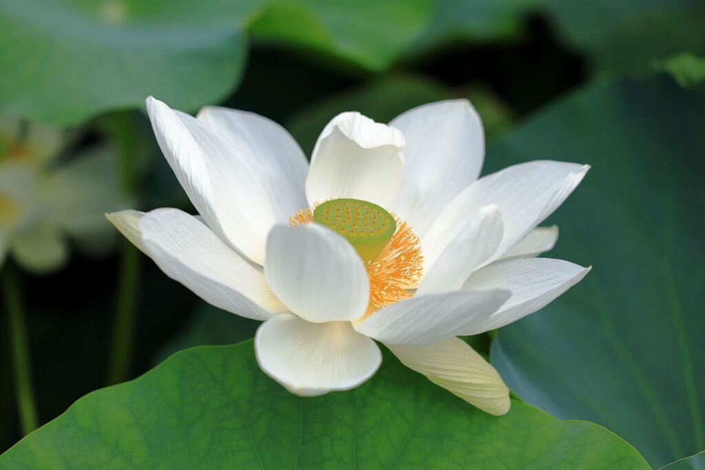 見頃を迎えたハスの花たち＃１