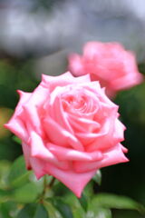 ミササガパークは薔薇が見頃#4