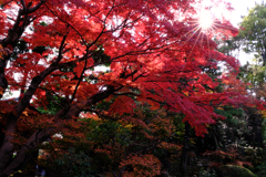 西尾歴史公園と尚古荘の紅葉＃１０