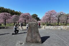 枝垂れ梅が満開＃１