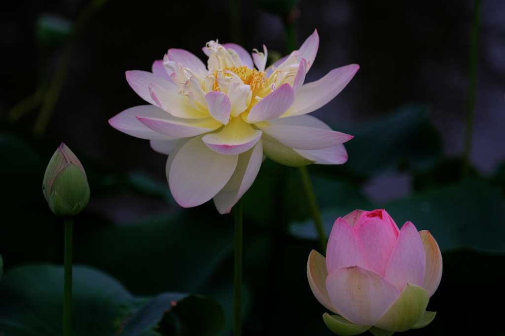 この時期魅力的なハスの花＃６