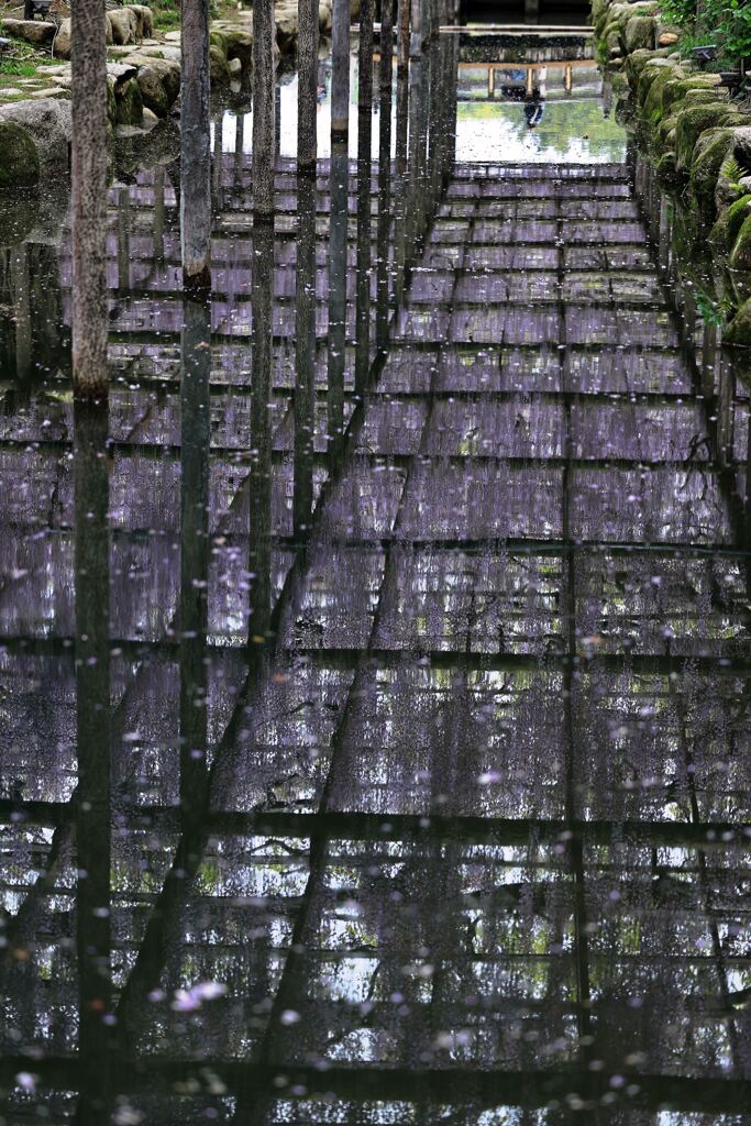 津島市・天王川の藤まつり＃７