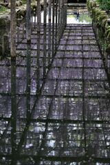 津島市・天王川の藤まつり＃７