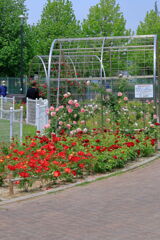 ミササガパークは薔薇が見頃#7