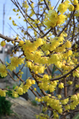 町内にある畑のロウバイが見頃＃１０