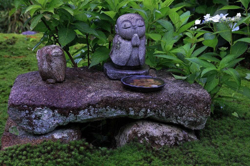 雨に濡れた紫陽花の花＃６