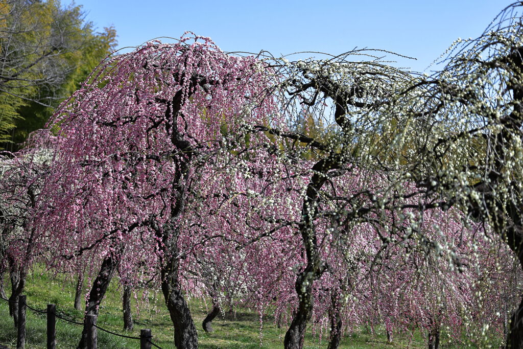 枝垂れ梅が満開＃９