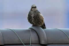 隣の家の屋根にヒヨドリが・・・・