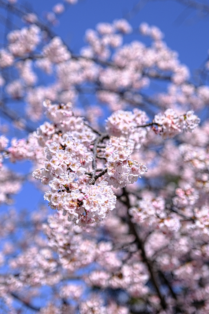 早咲きサクラ満開＃７