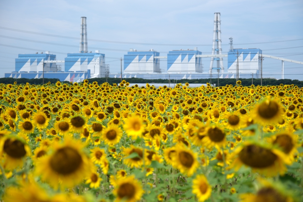 久し振りの青空にヒマワリ畑＃２