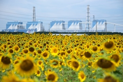 久し振りの青空にヒマワリ畑＃２