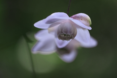 今年もレンゲショウマに逢いに#1