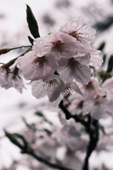 雨降りの雫狙いサクラ撮影＃９