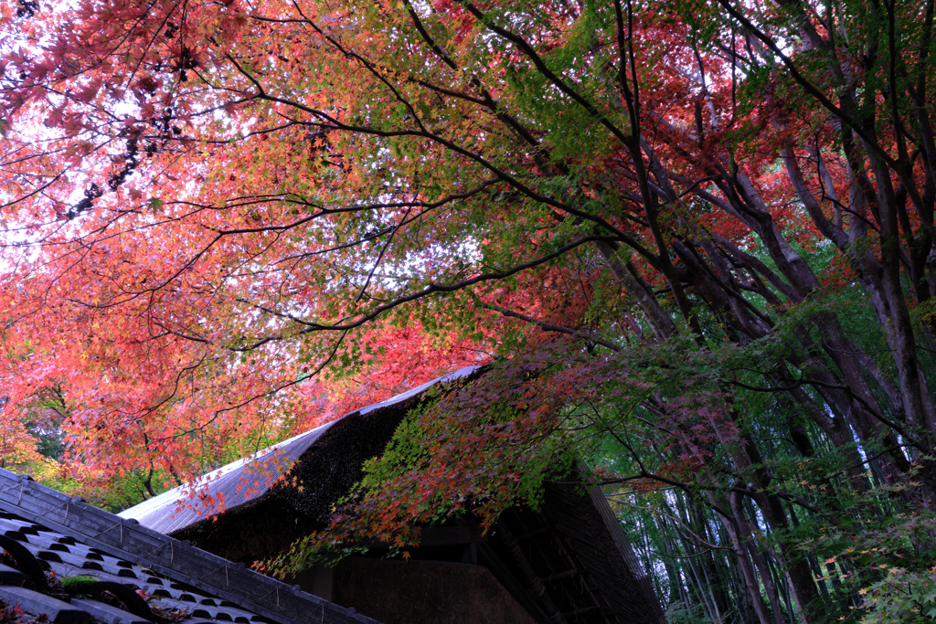 石の寺・教林坊の紅葉＃６