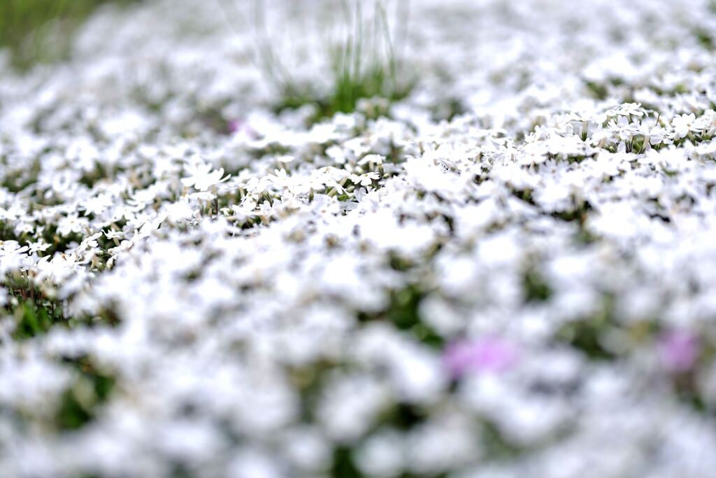 春を彩る花たち＃４