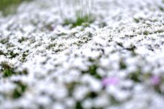 春を彩る花たち＃４