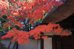 地元のお寺で紅葉狩り＃２