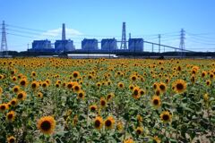 炎天下のヒマワリと火力発電所＃１