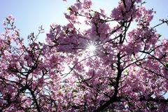 河津桜が満開・なばなの里#7