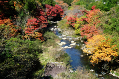 見頃の大井平公園紅葉＃２