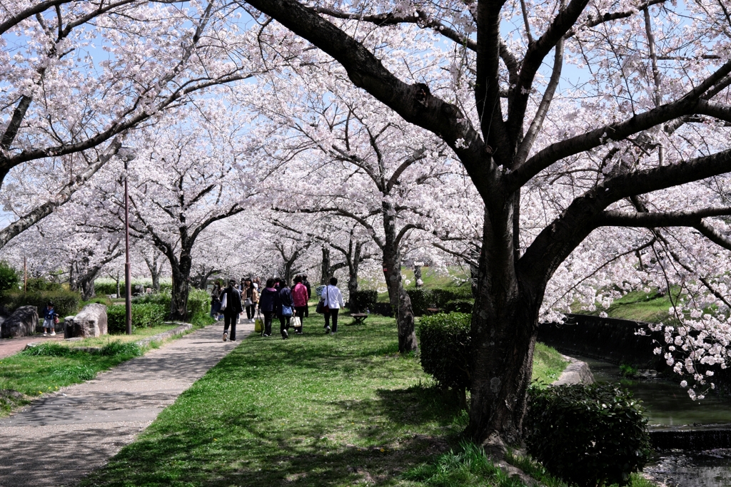 圧巻な水無瀬川のサクラ並木＃１