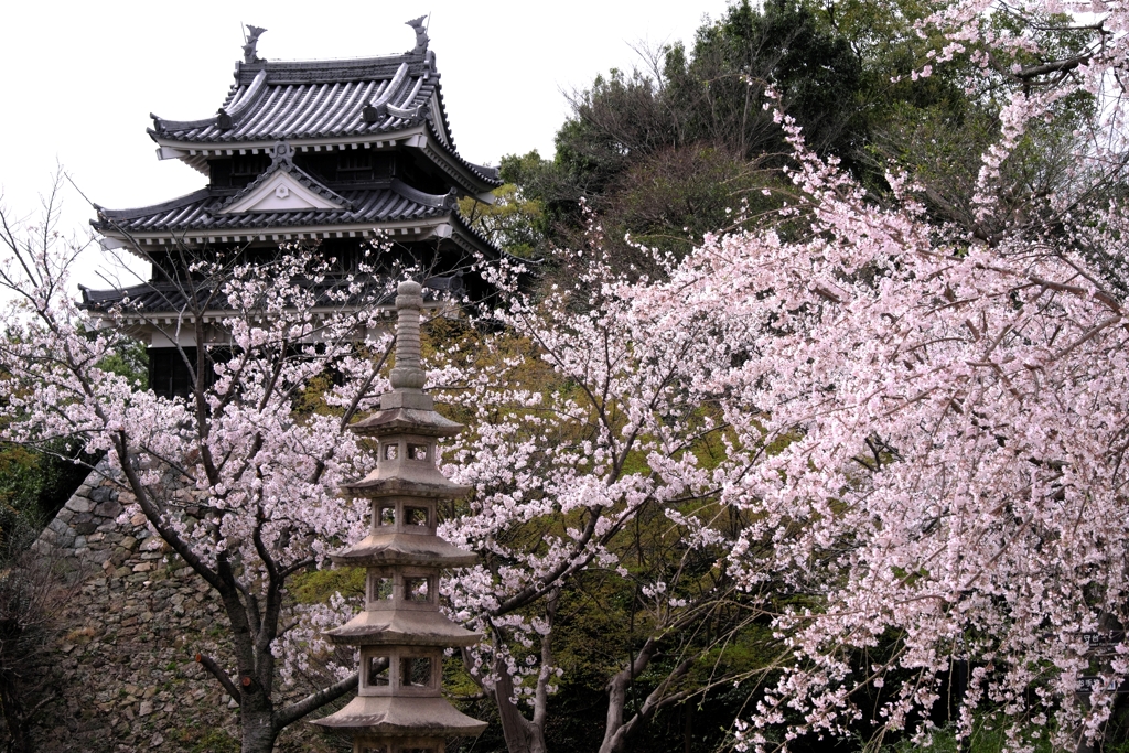 近場で効率良く2ヶ所でサクラ撮影＃２