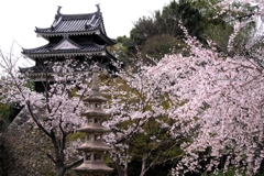 近場で効率良く2ヶ所でサクラ撮影＃２