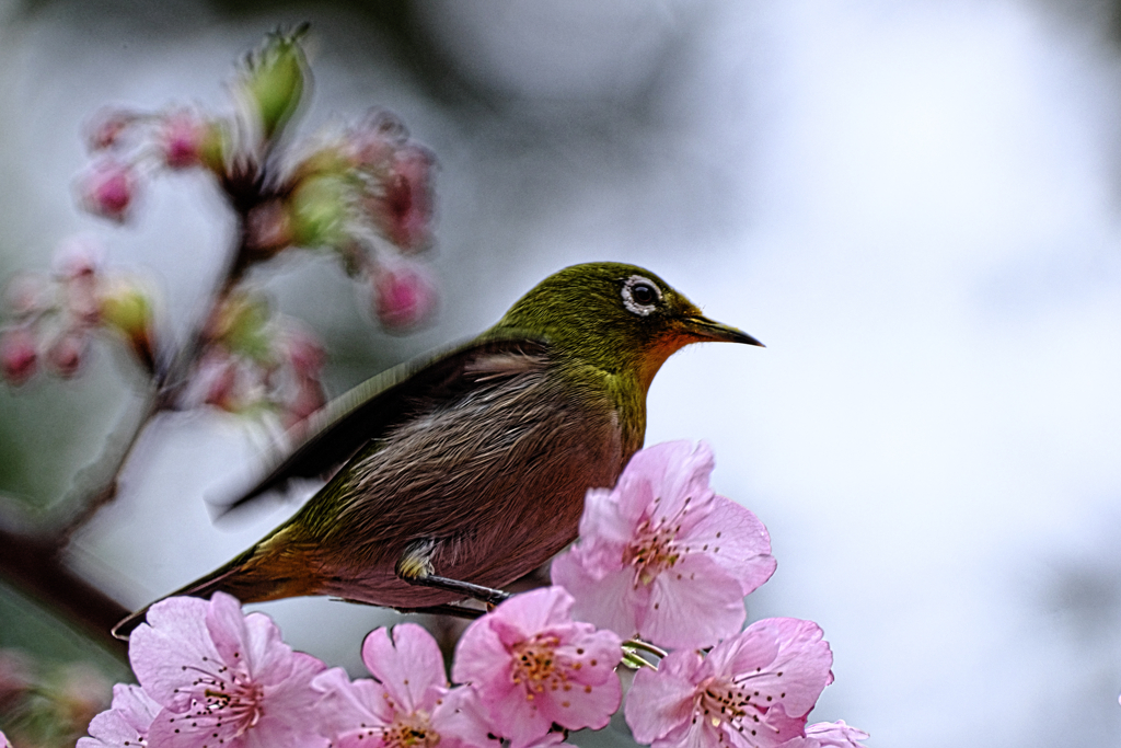 河津桜とメジロちゃん＃８