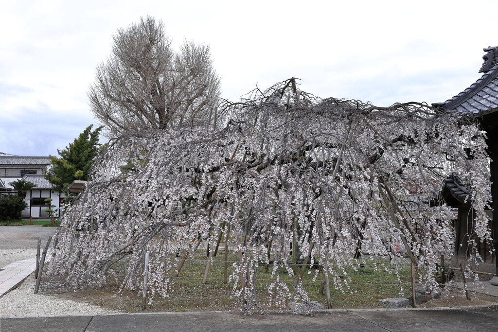 ちょうど見頃の枝垂れ桜＃７