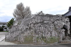 ちょうど見頃の枝垂れ桜＃７