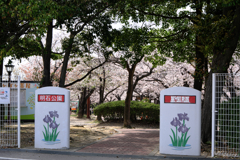 明石公園のサクラとおとぎ列車＃１