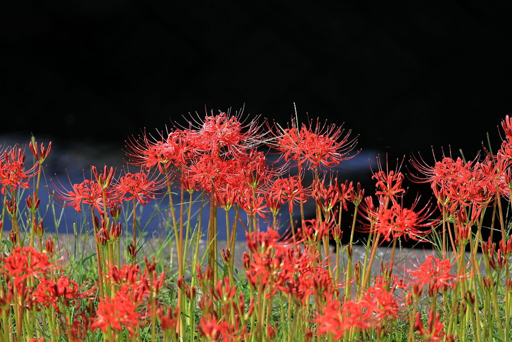 逢妻女川の彼岸花＃９