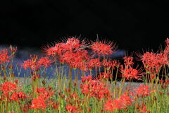 逢妻女川の彼岸花#9