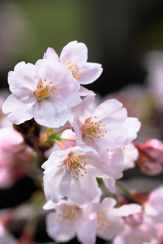 近所の神社で咲き始めたサクラたち＃５