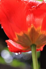 ローアングル撮影の練習＃１