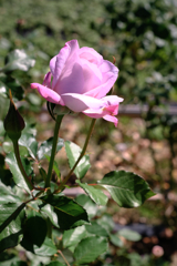 ミササガパークの秋バラ＃８