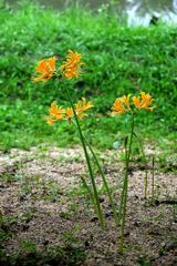 今年も咲き始めたリコリスの花＃５